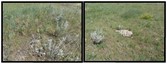 #7: Ground cover at the confluence