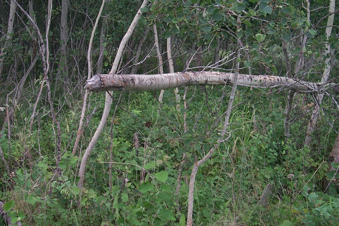 Looking west.  The tree felled by beavers marks the confluence point.