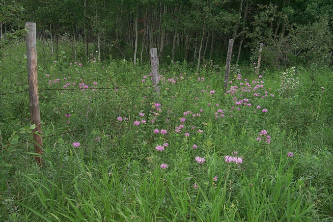 Wildflowers seen along the way.