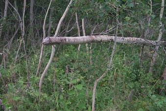 #1: Looking west.  The tree felled by beavers marks the confluence point.