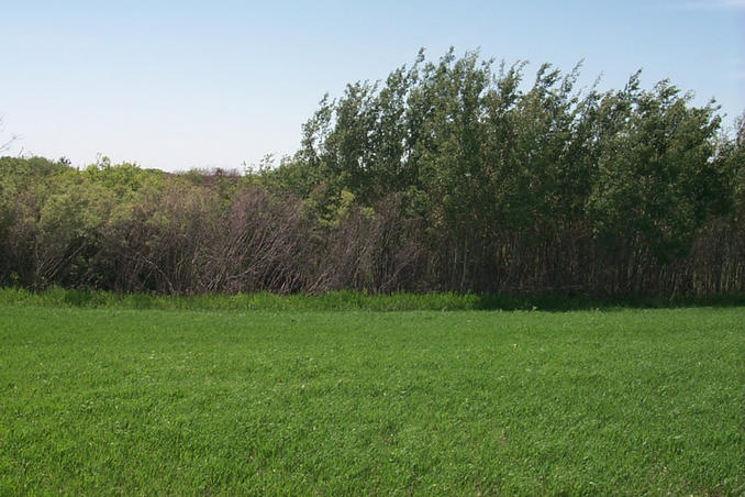 Looking west. We had to detour around this marsh.