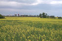 #6: The landowner's farm taken from a canola field. Canola is known as rape in many countries.