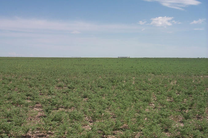 View east with grain bins and irrigation sprinkler system on horizon.