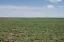 #3: View east with grain bins and irrigation sprinkler system on horizon.