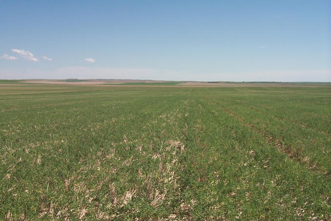 View south from the confluence.