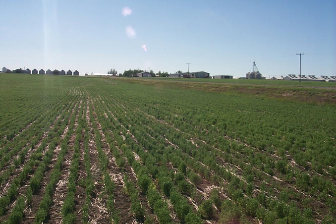 A portion of the Kyle Hutterite Colony.