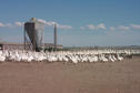 #7: A few of the many geese on the Hutterite Colony.