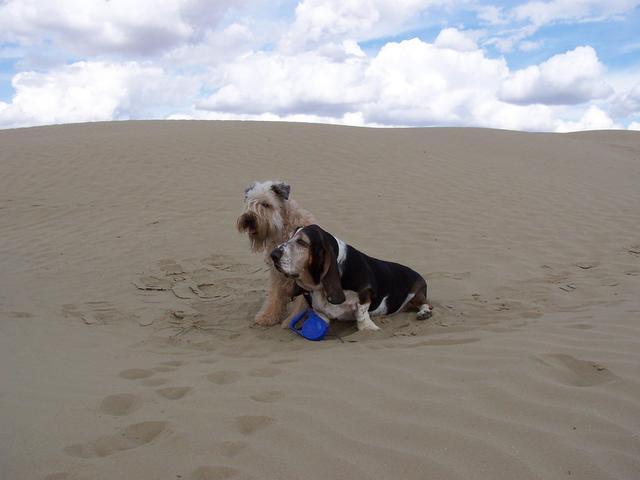 Dogs on Dunes - Max and MacDuff.