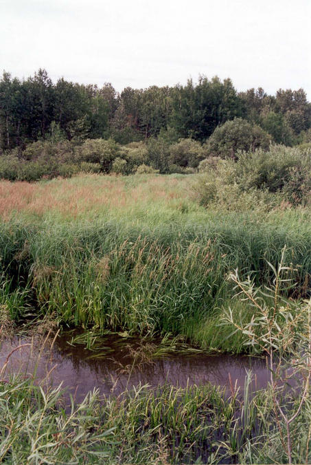 The confluence is across the wetlands to the north.