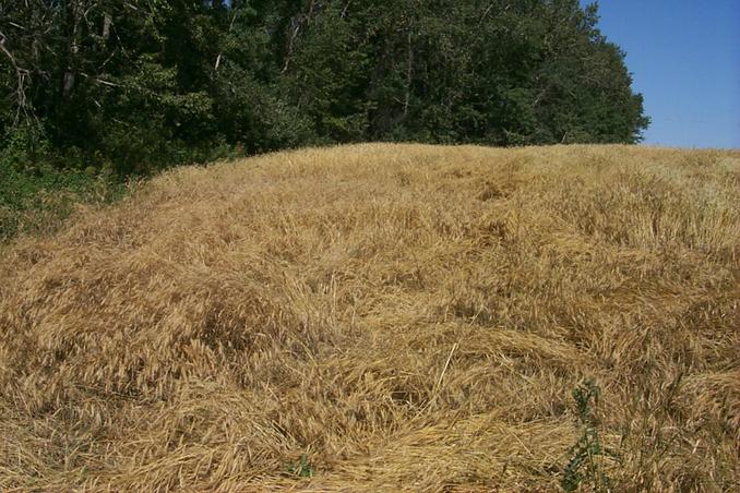 Crop circle gone wrong?  Found about 55 m from the confluence.