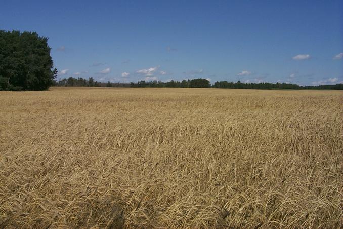Looking north from the south edge of crop.
