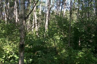 #1: Looking north from the confluence point.