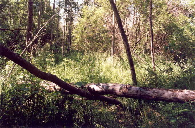 The confluence, looking North