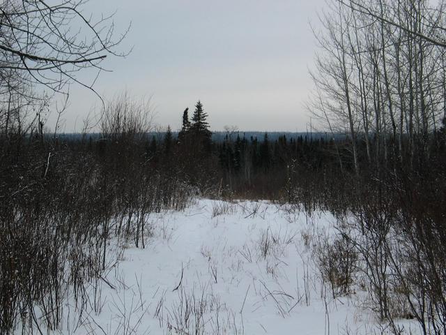 A clearing with thick forest all around - here's what to expect!