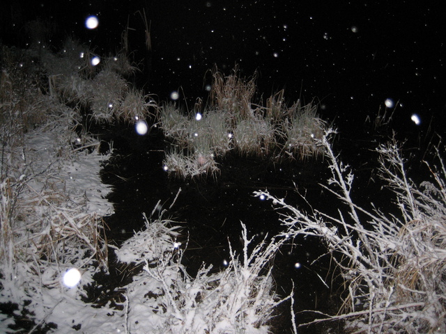 Typical terrain from the first night of hiking.