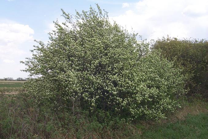 Windbreak in bloom.  This was just SE of the confluence.