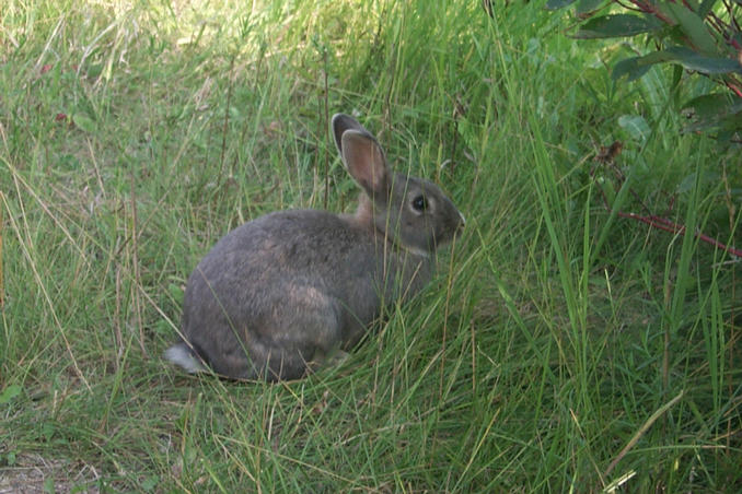 This rabbit seemed quite tame.