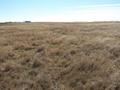 #4: Looking South from the confluence.