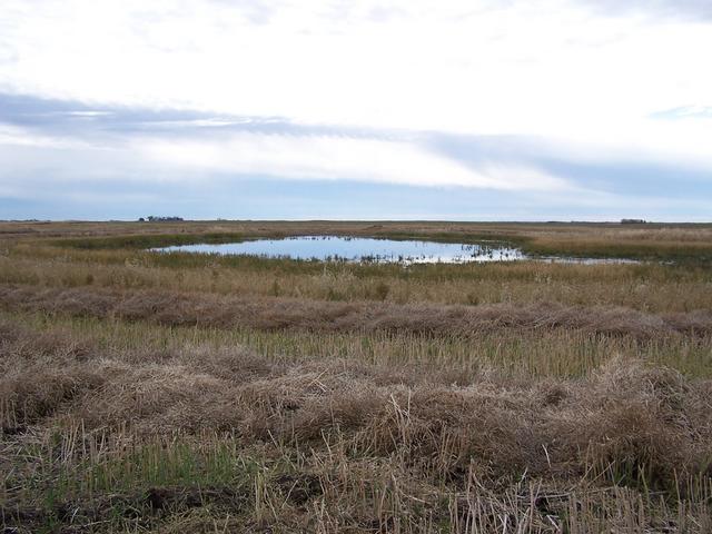The slough 120 meters SE of the confluence.