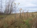 #9: Last leaves of autumn, about 75 meters from the confluence.