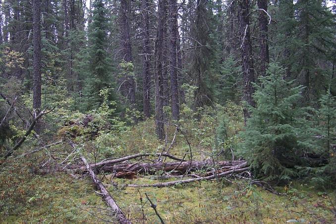 At the edge of the forest, 3.1 km SW of the confluence.