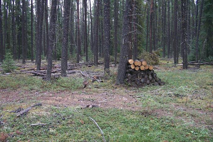 The trail ends at a woodpile.