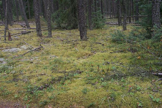 Mossy forest floor along the trail.