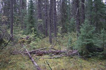#1: At the edge of the forest, 3.1 km SW of the confluence.