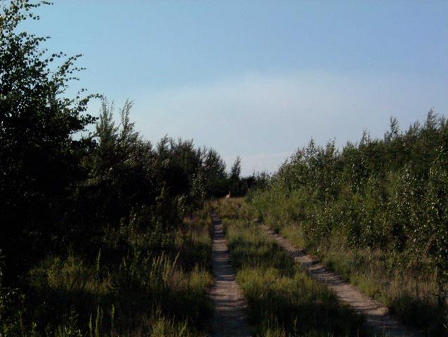 Deer on the road-walking west