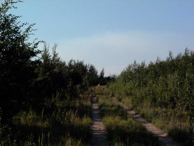 Deer on the road-walking west