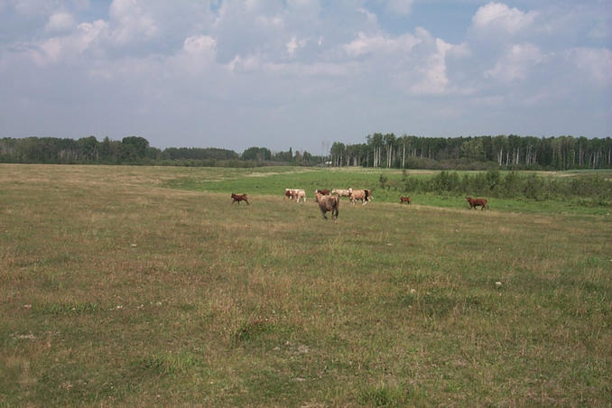 Looking north across the pasture from the rocks shown in picture #5.