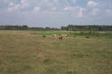 #7: Looking north across the pasture from the rocks shown in picture #5.