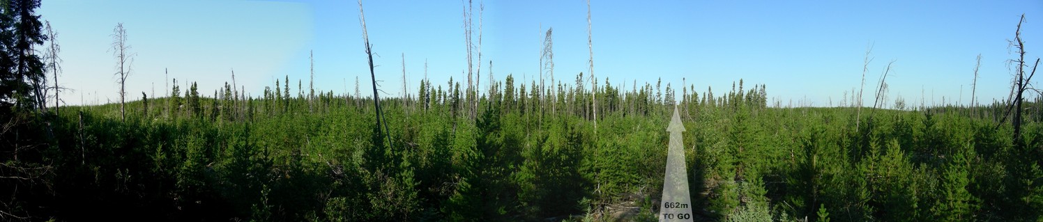 Panorama showing the burned area with new growth