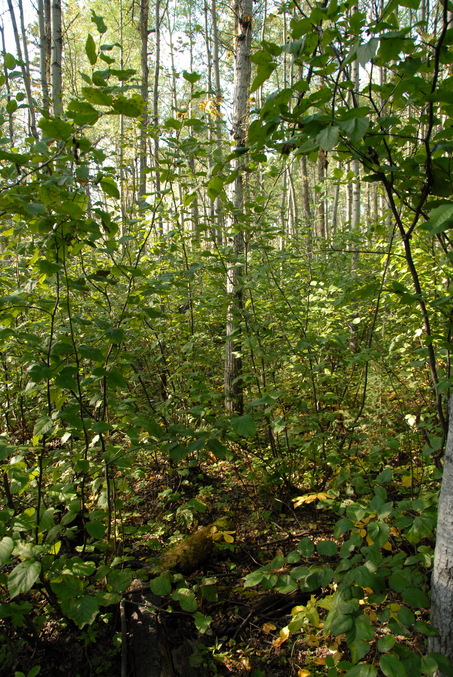 View of the confluence