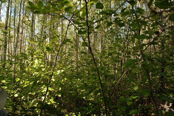 View North from the confluence