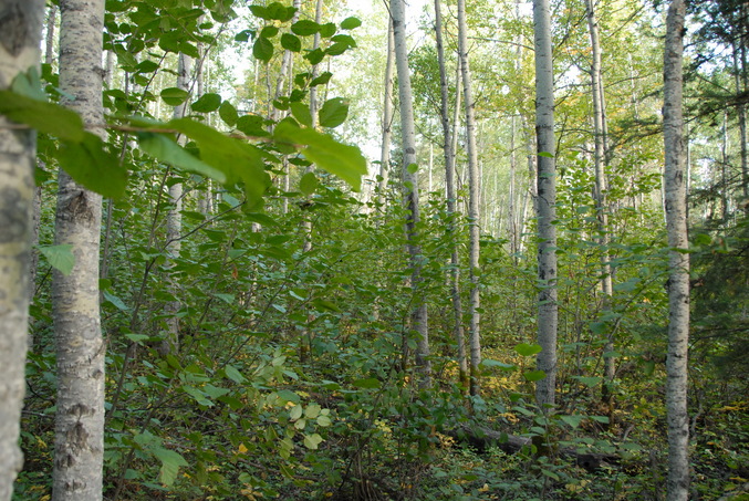 View East from the confluence