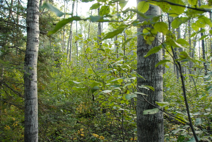 View South from the confluence