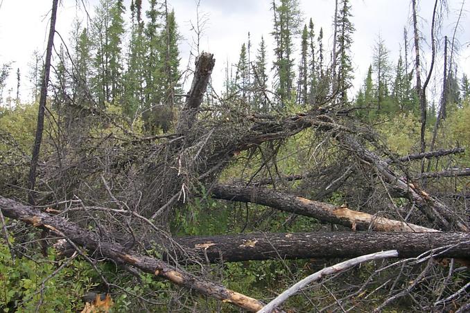 The view north - burnt out forest.