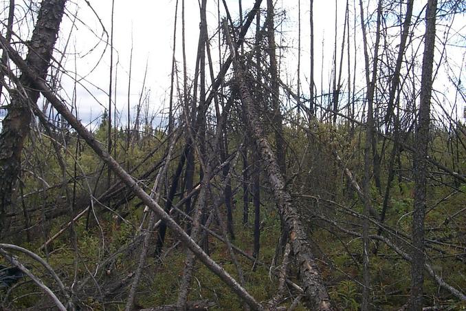 The view east - burnt out forest.