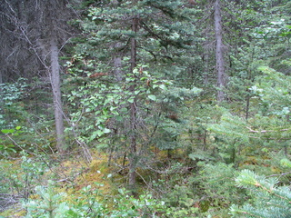 #1: Looking southwards from the confluence