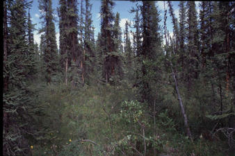 #1: Heading alongside longitude toward the dumps