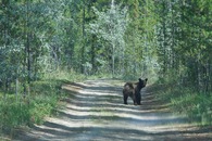 #5: My encounter with a bear (on the dirt road, the previous day)
