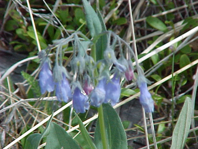 Bog flowers