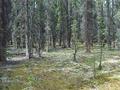 #5: Spruce Forest
