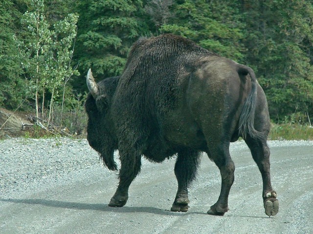 Big Buffalo on the road / Großer Büffel