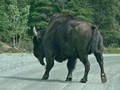 #9: Big Buffalo on the road / Großer Büffel