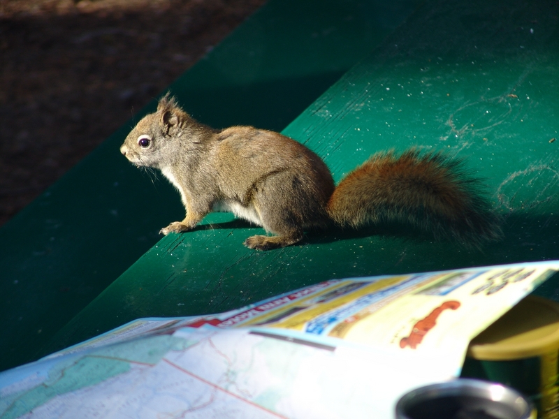 Squirl - Squirrel