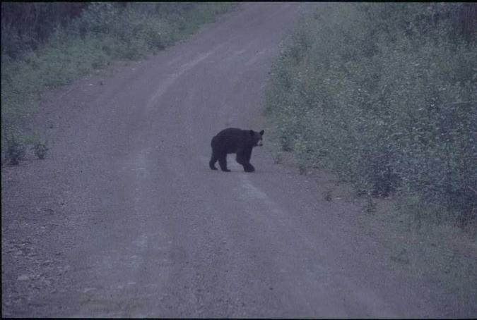 Yukon - Land of the bears