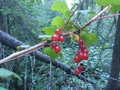 #9: Wild red currants 150 m from the Confluence