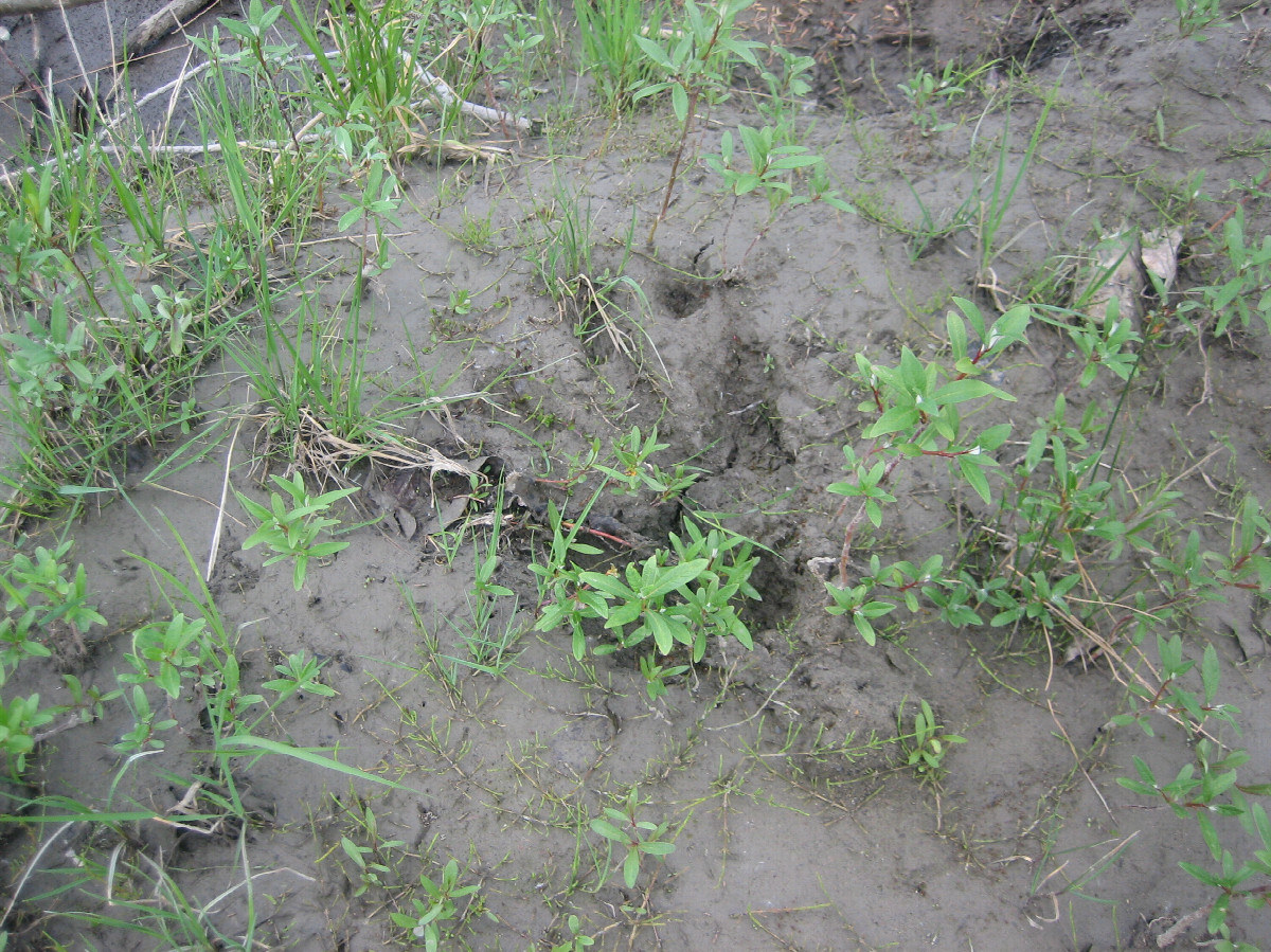 Grizzly Bear Footprints in Mud